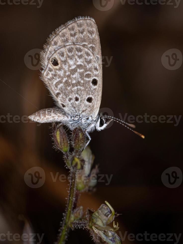 Adult Hanno Blue Butterfly photo