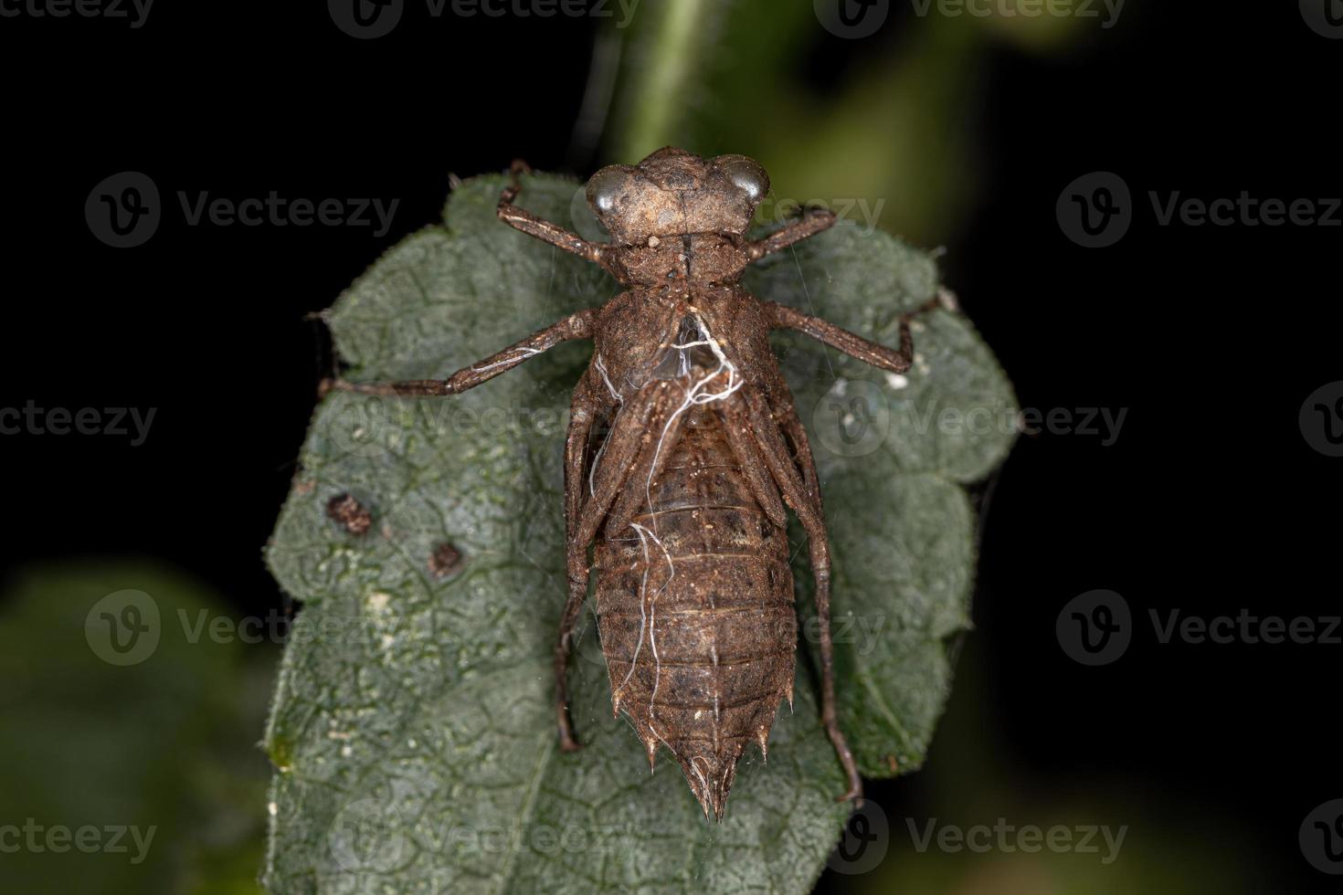 muda de insectos caballito del diablo foto