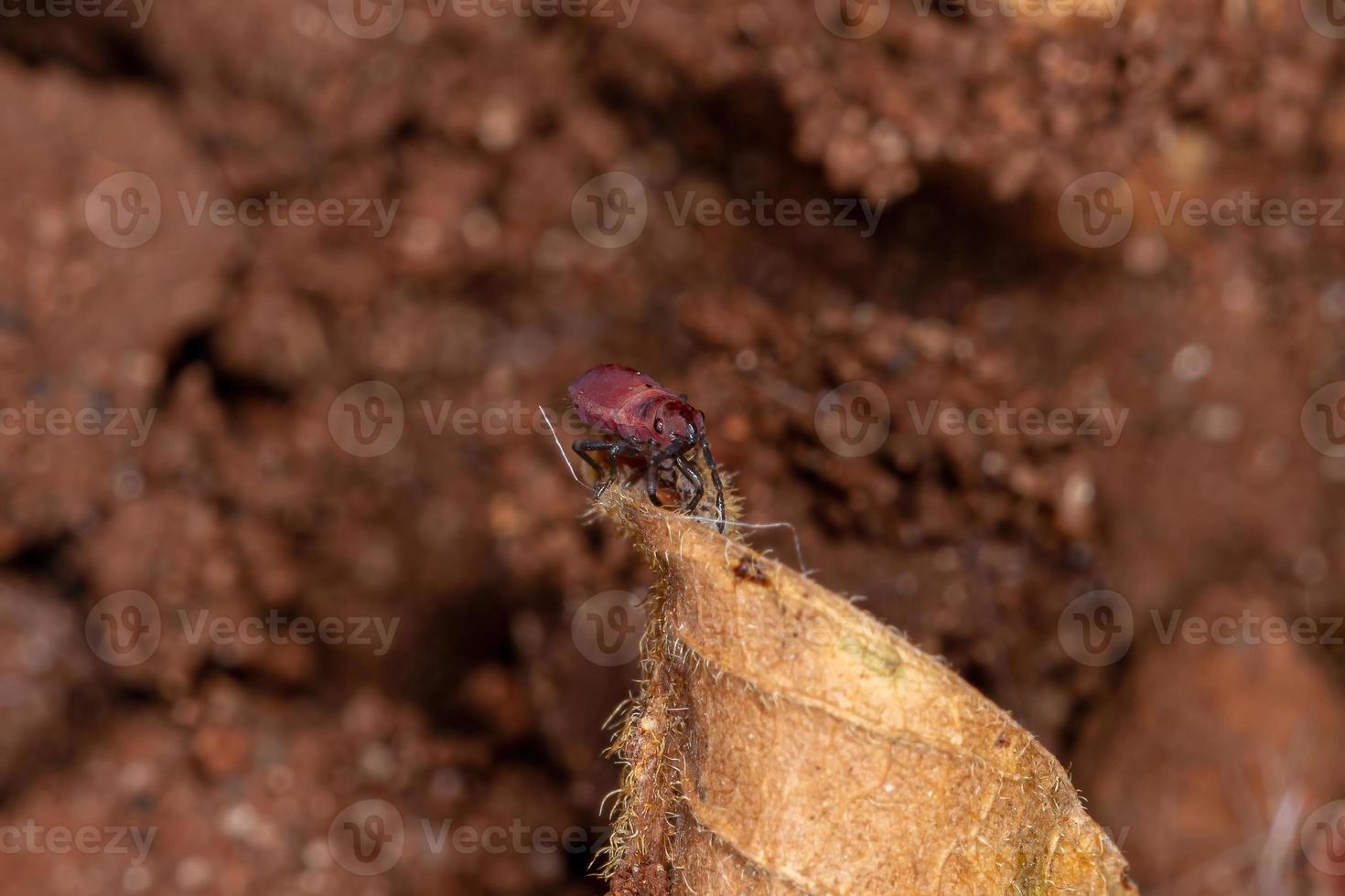 Pentatomomorph Bug Nymph photo