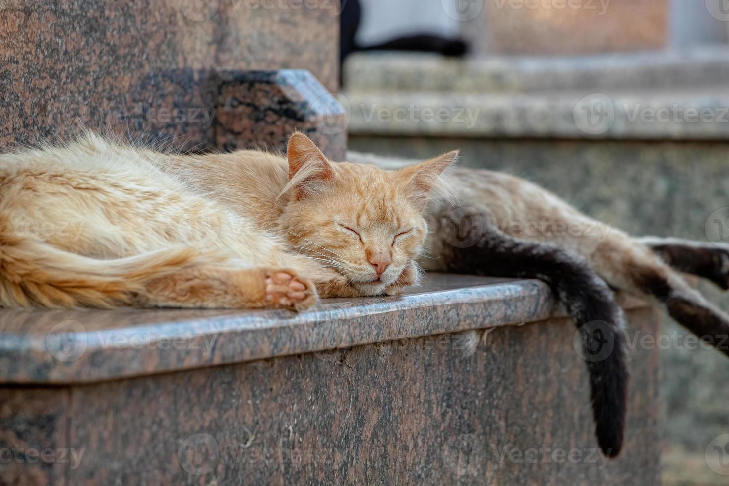 Feral domestic cat photo