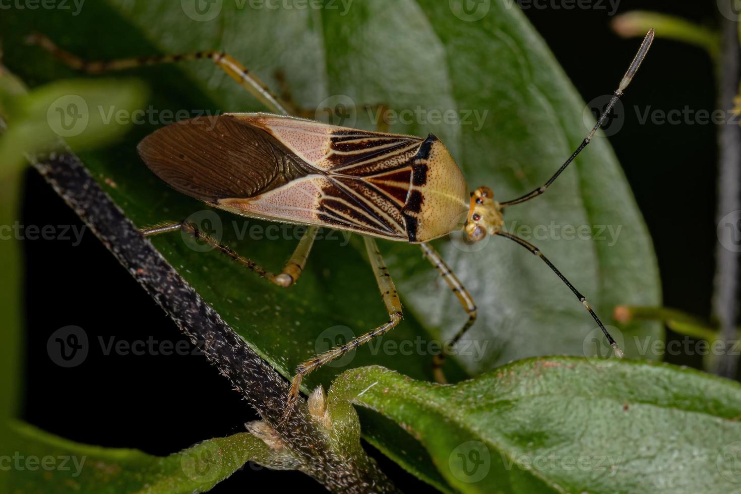 Adult Leaf-footed Bug photo