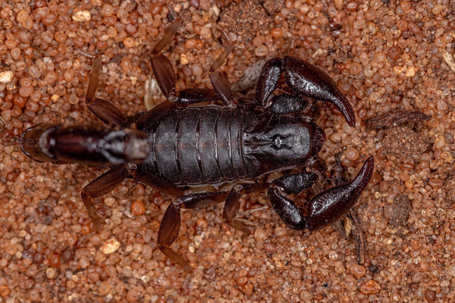 Adult Black Scorpion photo