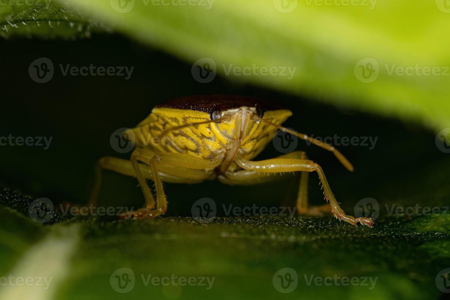 Adult Stink Bug photo