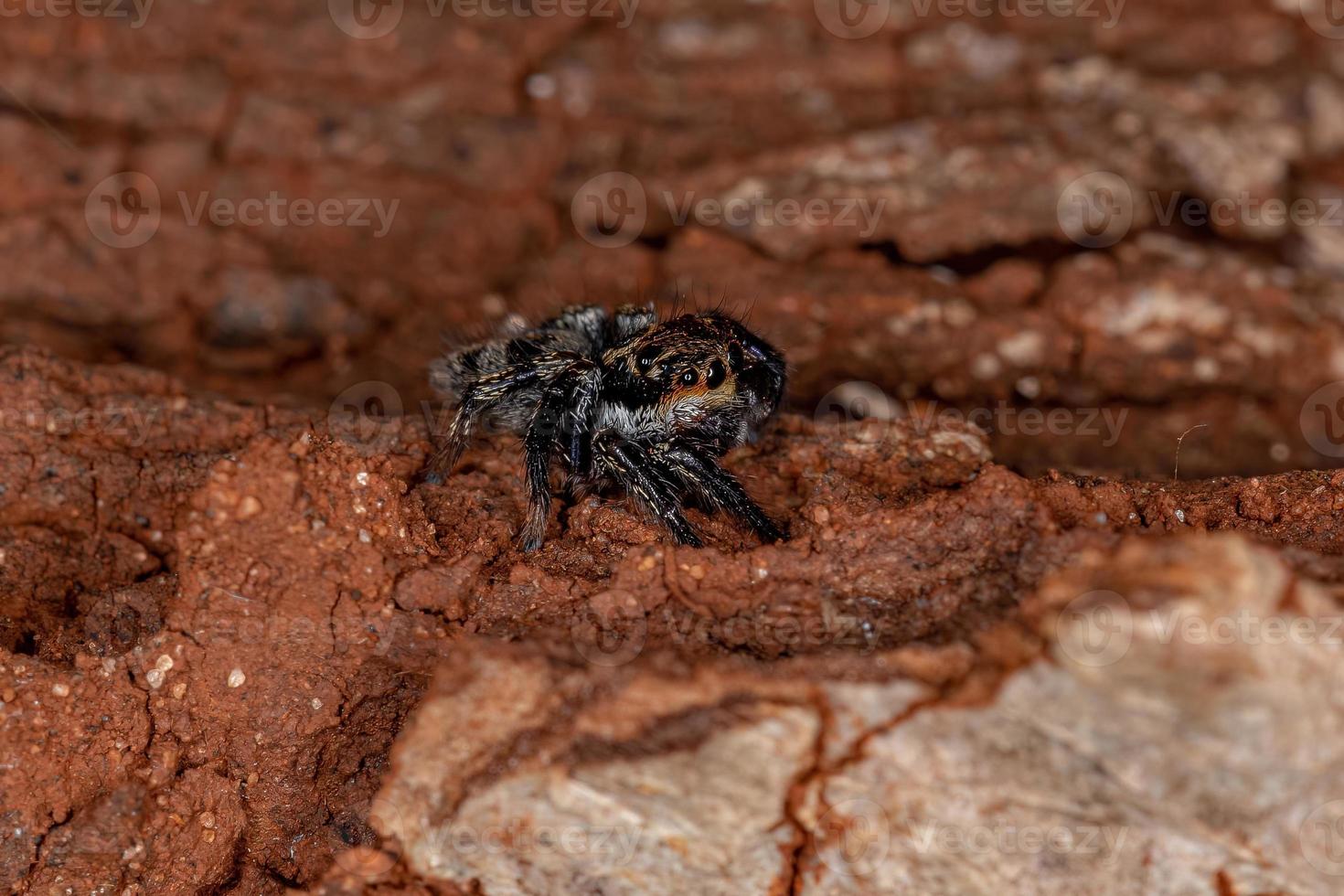 pequeña araña saltadora foto