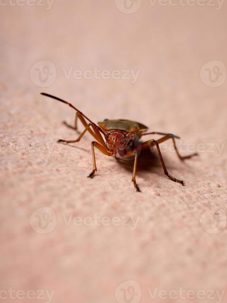 Insecto manchador de algodón adulto en la pared foto