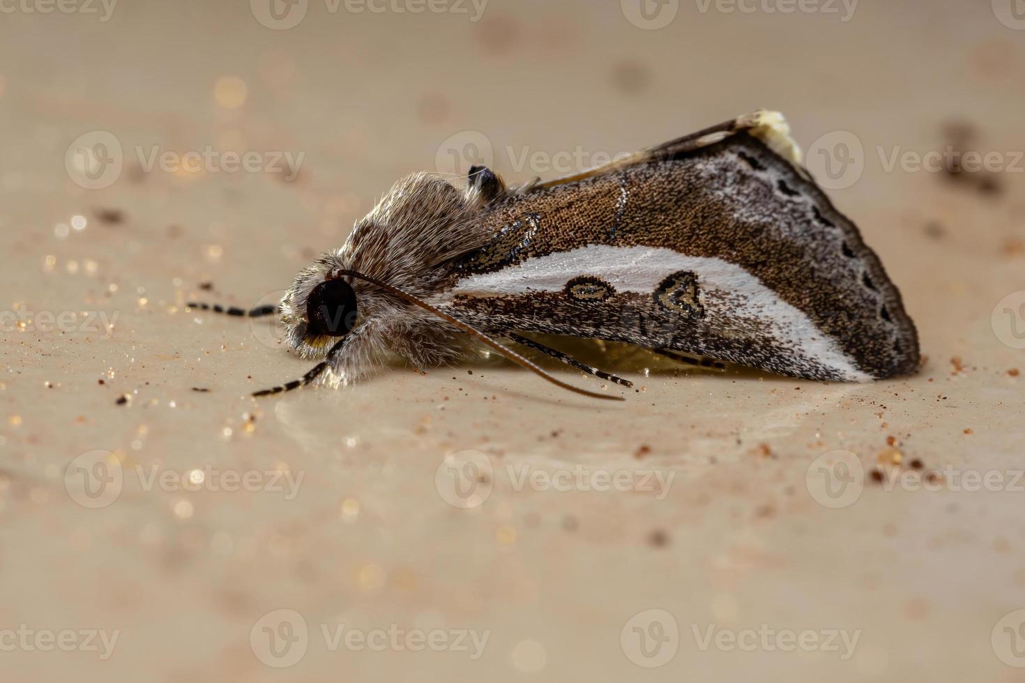 Adult Purslane Moth photo