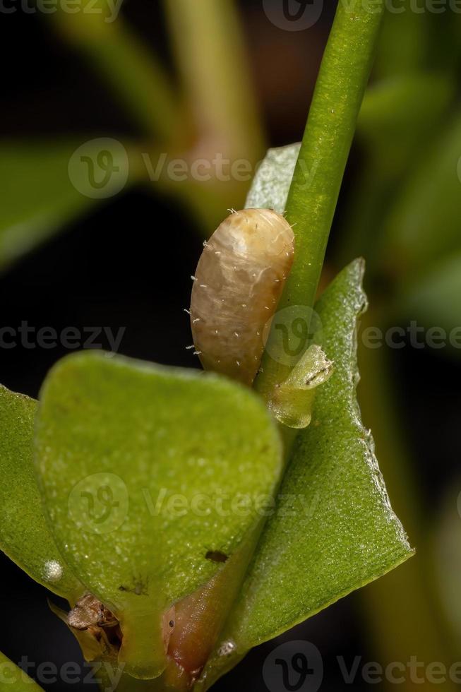 Hover Fly Pupa photo