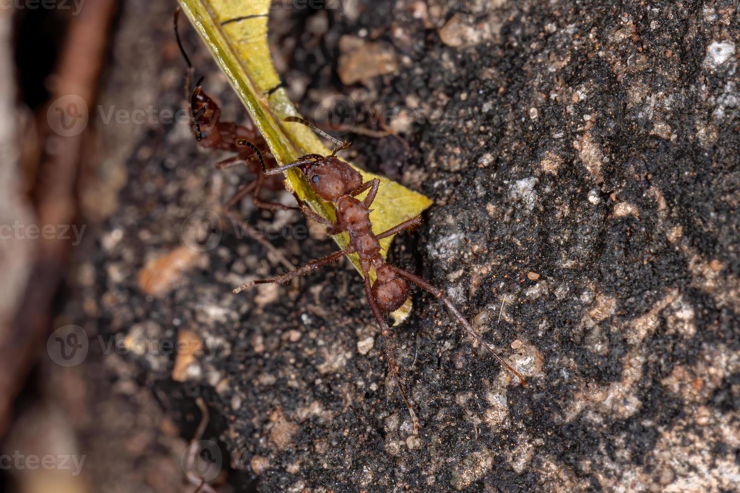 hormiga cortadora de hojas acromyrmex foto