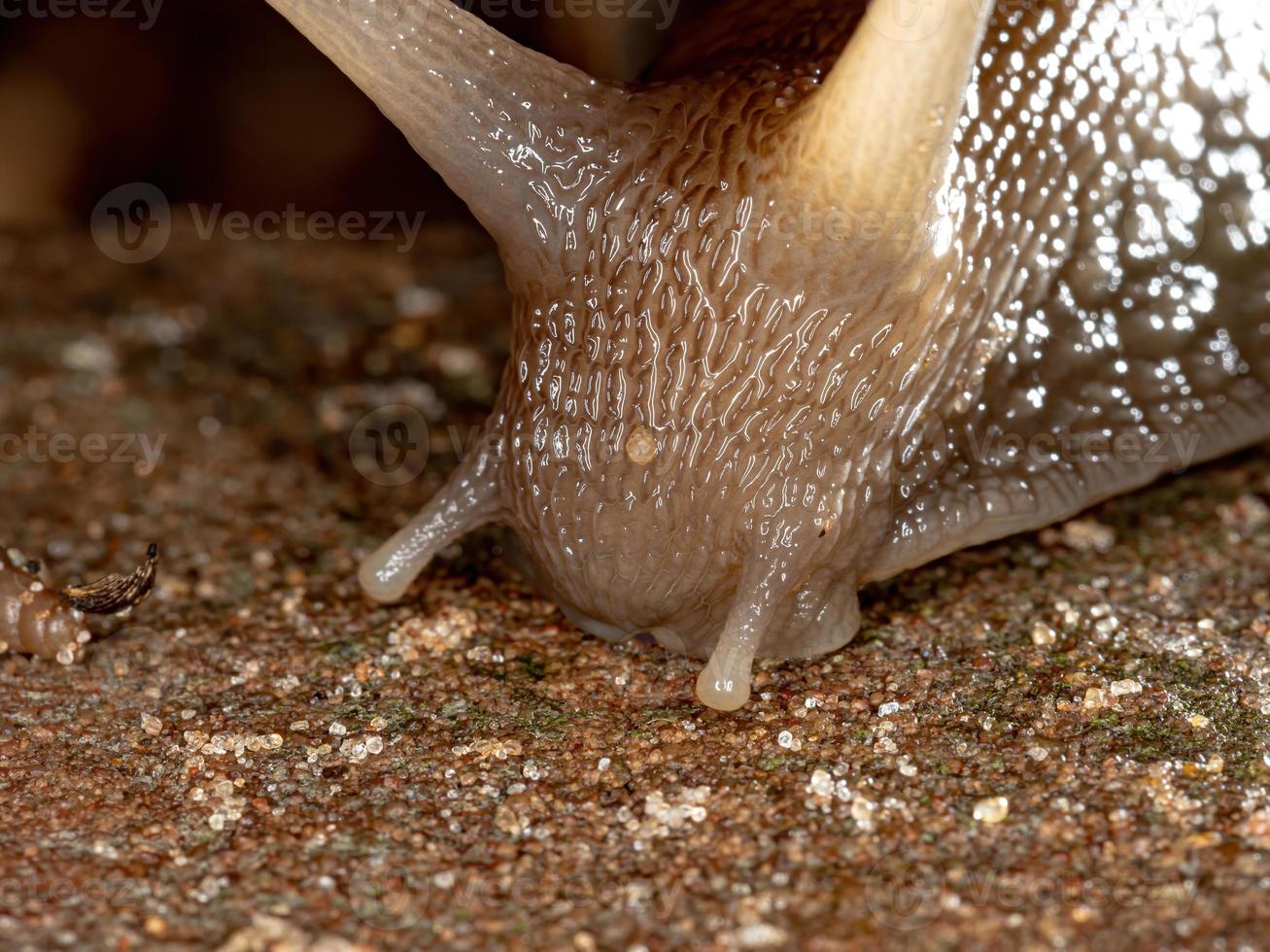 African Giant Snail photo