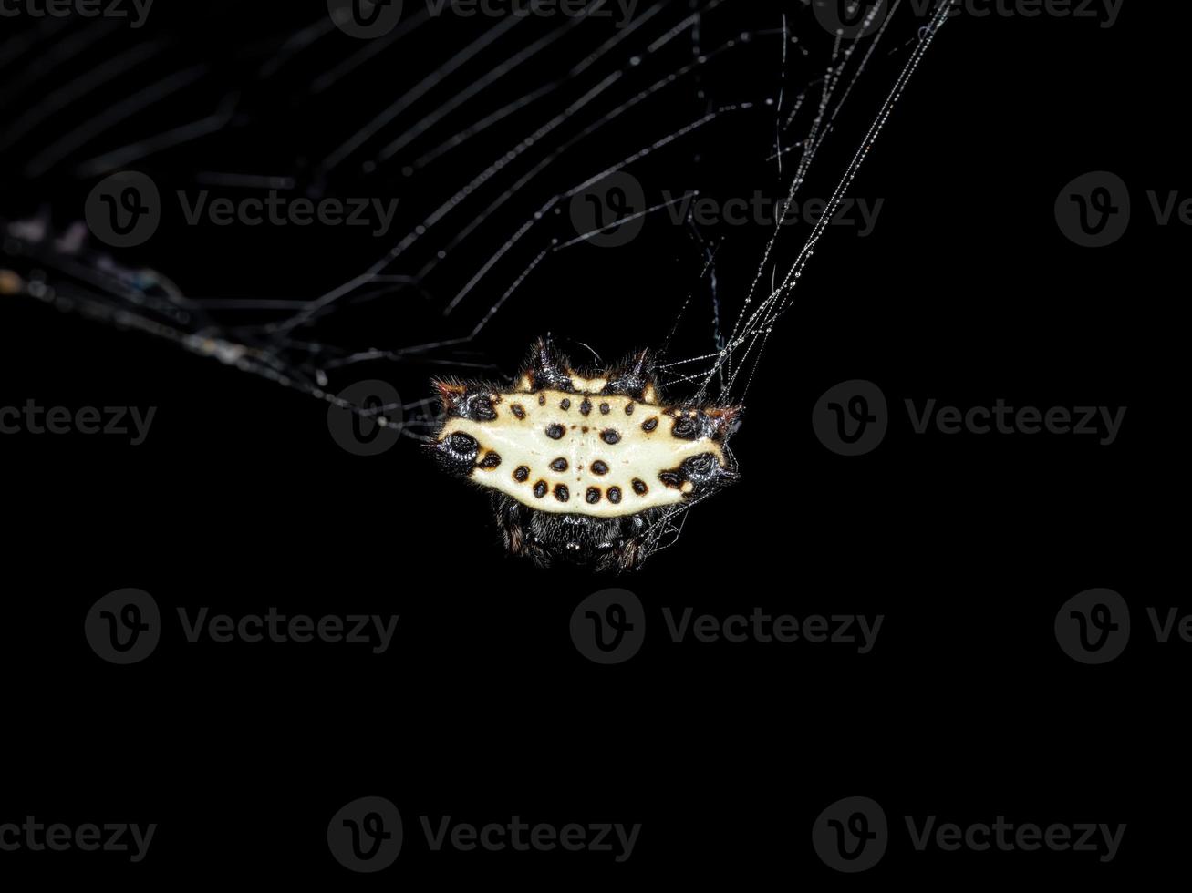 Adult Spinybacked Orbweaver photo