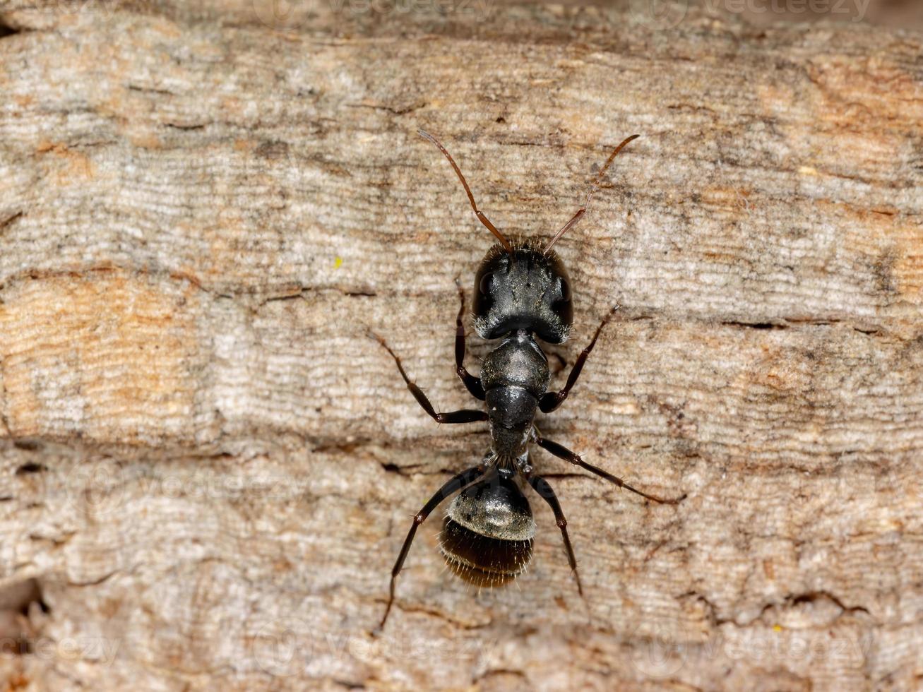 hormiga carpintera negra foto