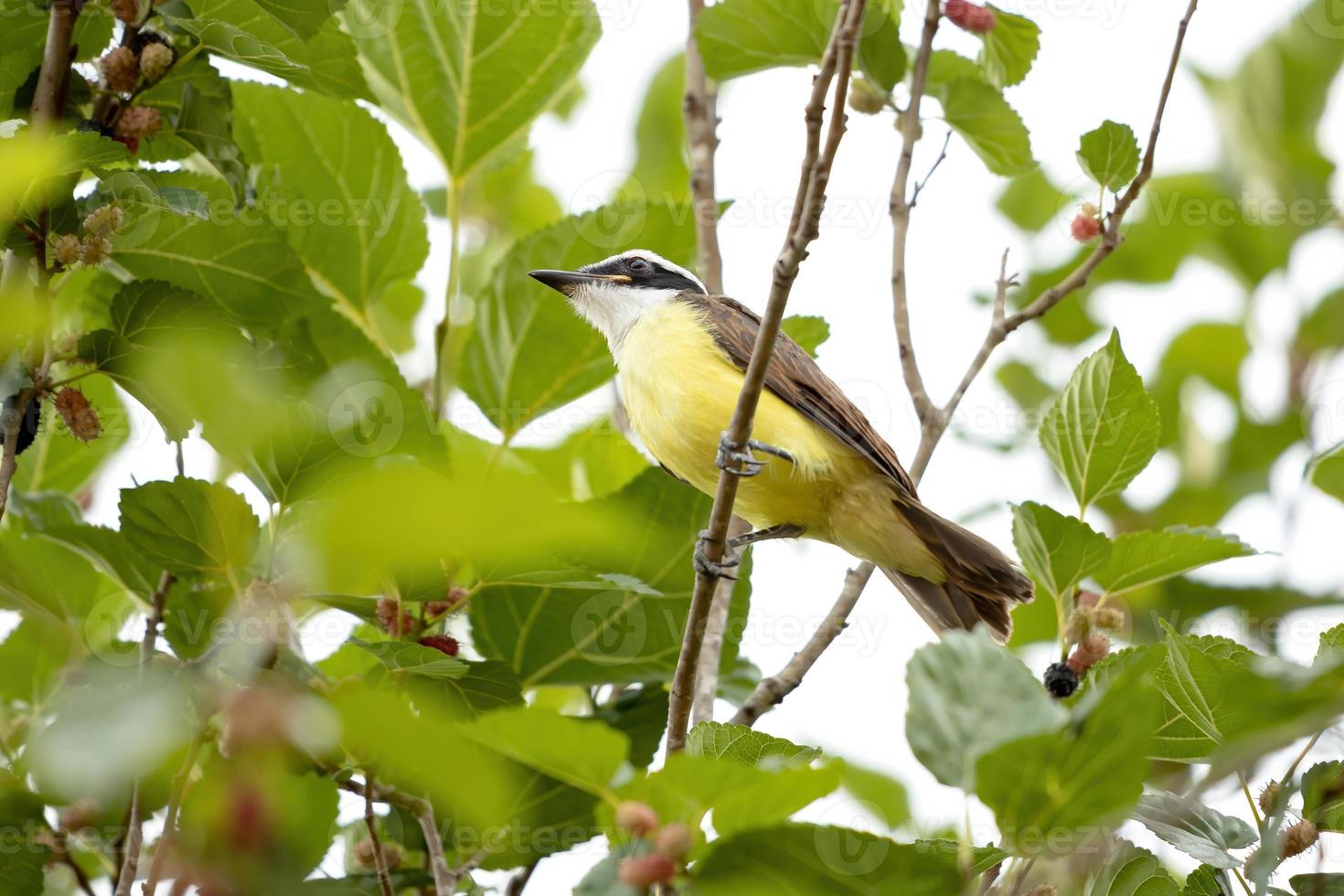 Adult Great Kiskadee photo