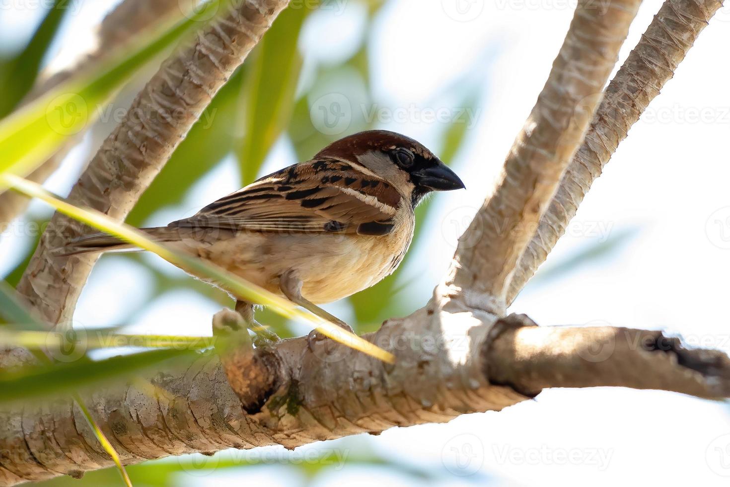 pájaro gorrión foto