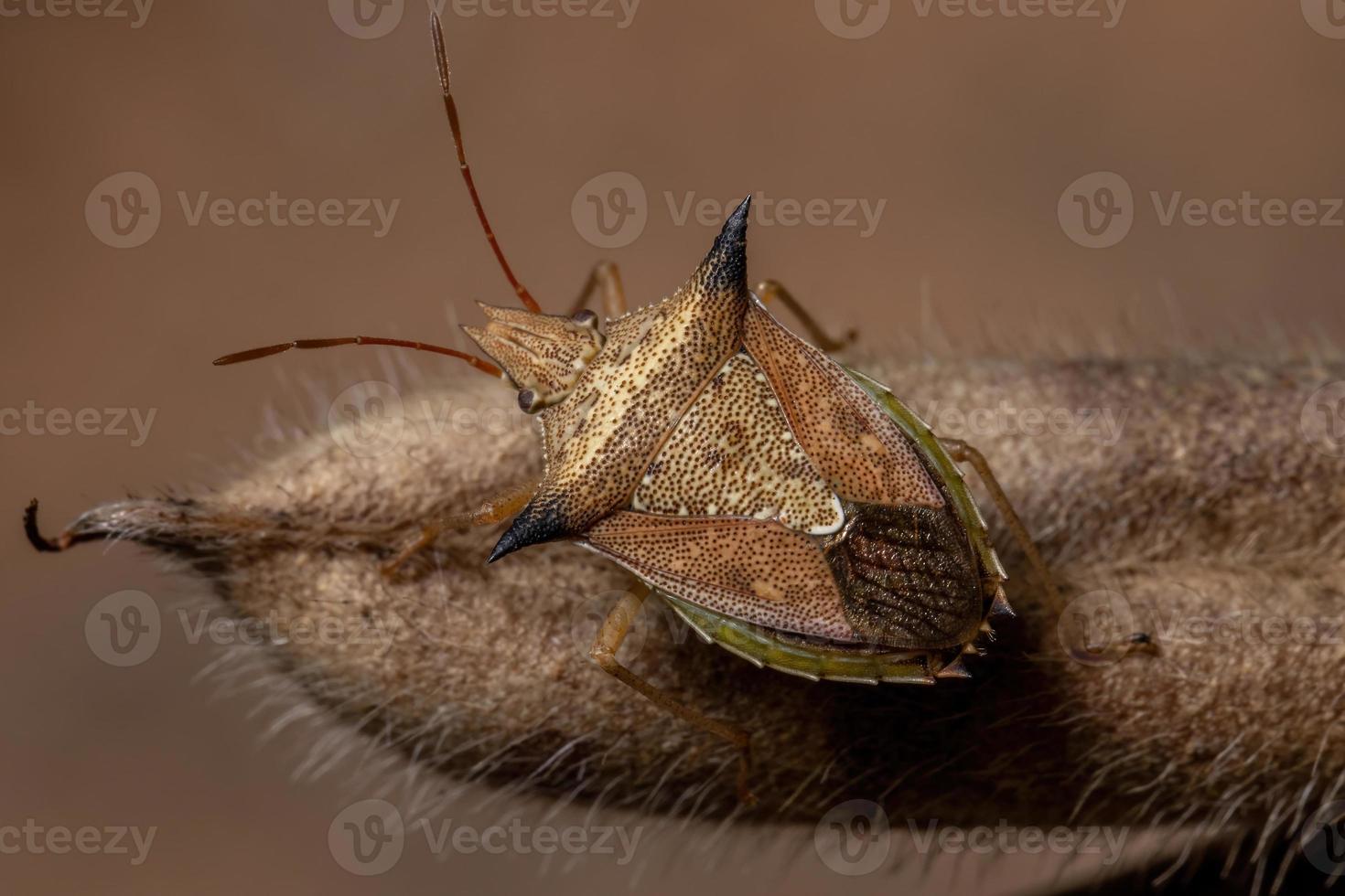 Green belly bug photo