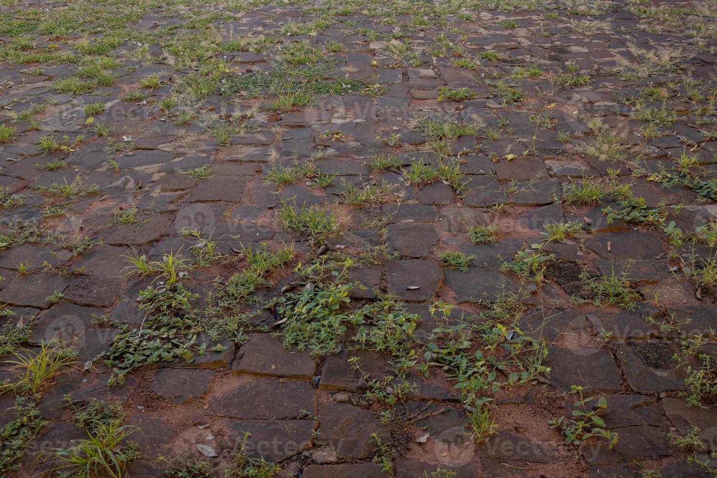 Stone floor with plants growing photo