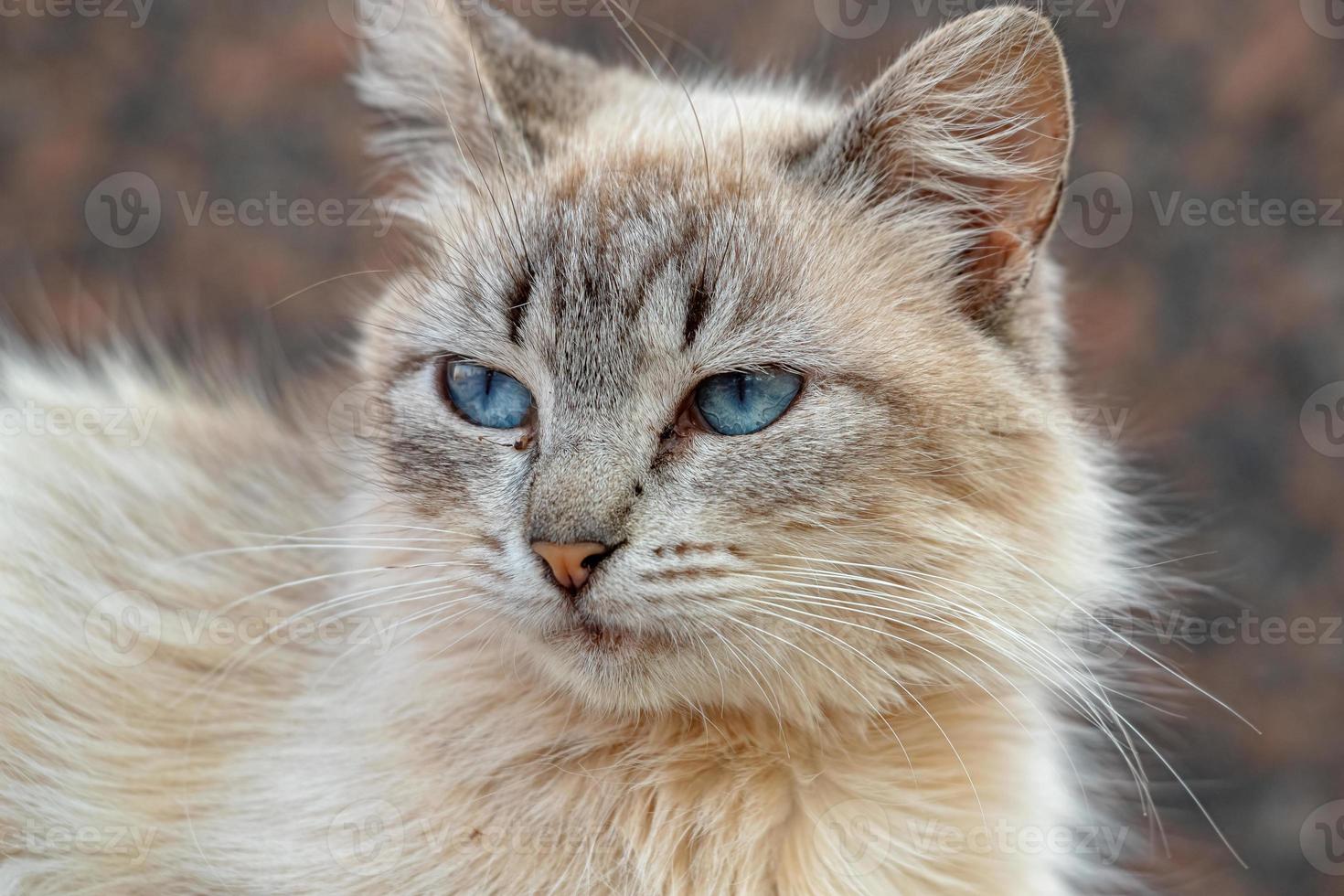 gato doméstico salvaje foto