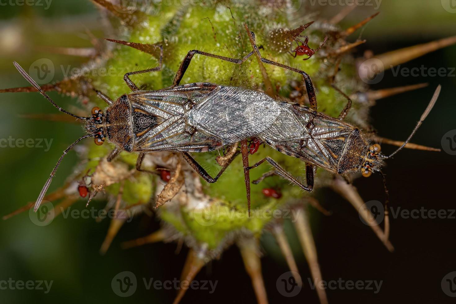 Adult Scentless Plant Bugs photo