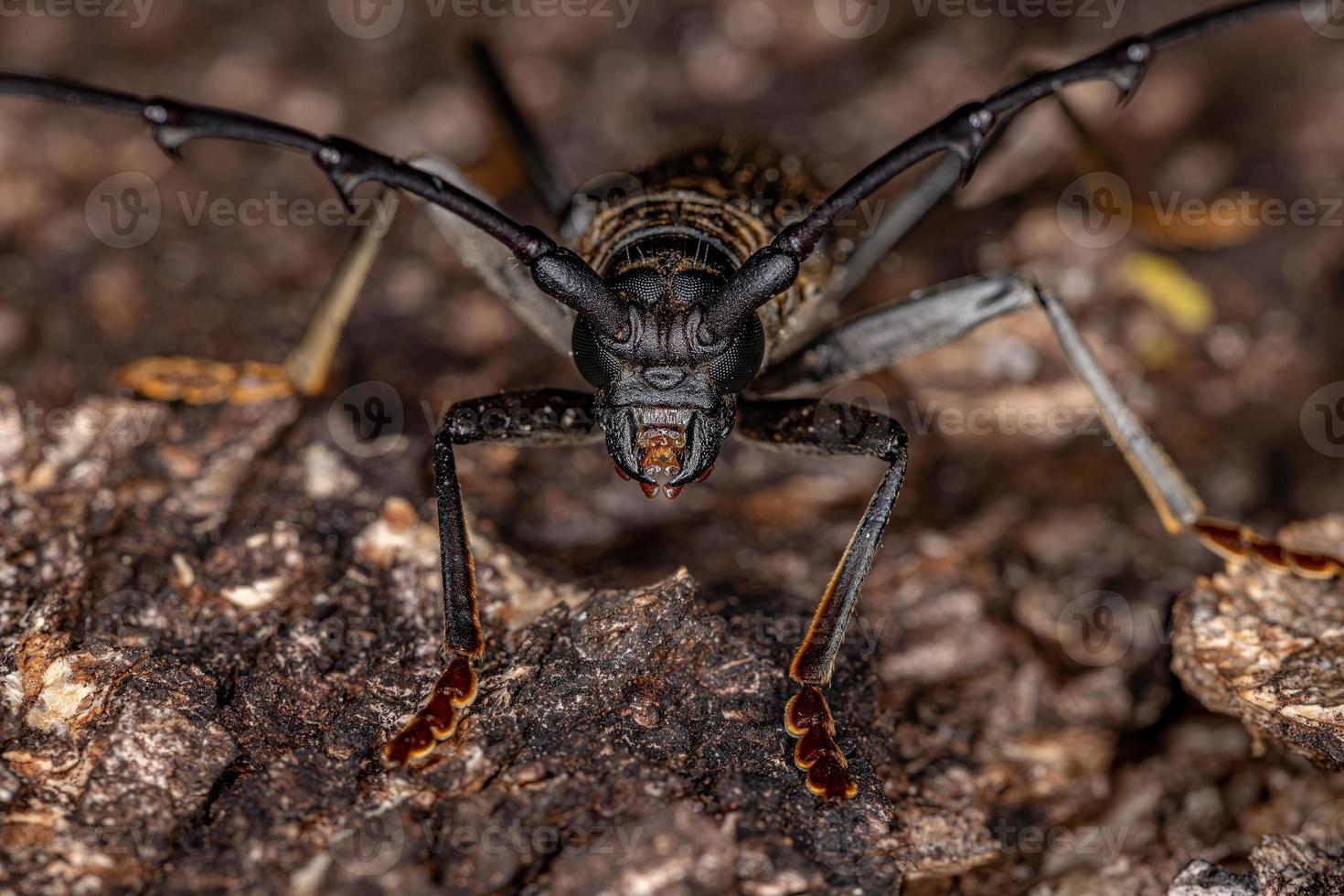 Escarabajo de cuernos largos típico adulto foto