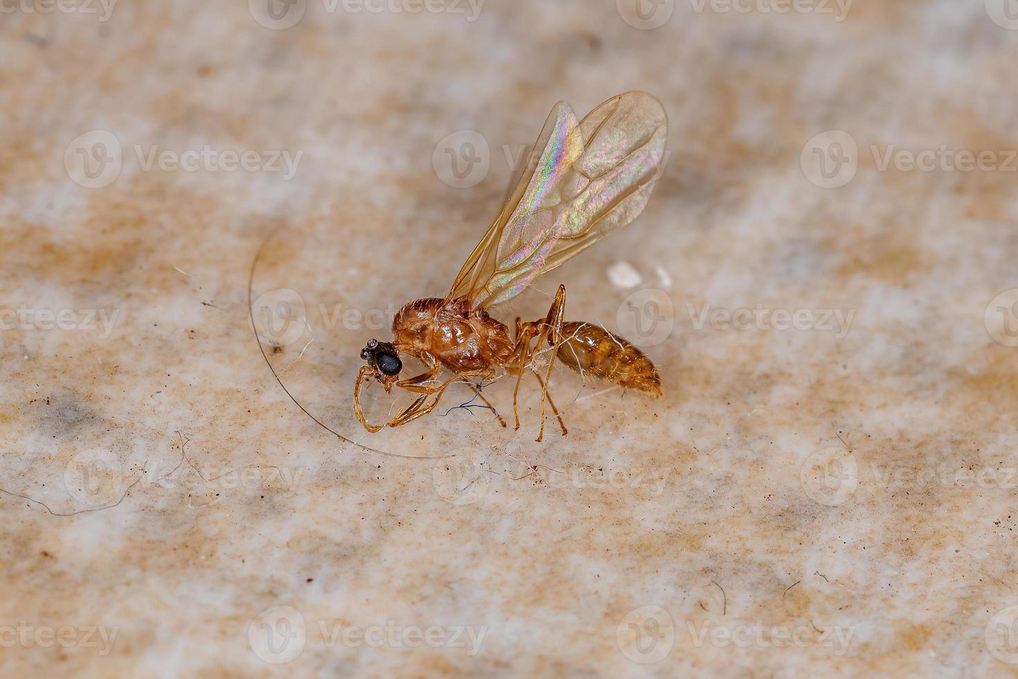 Dead Adult Male Winged Ant photo