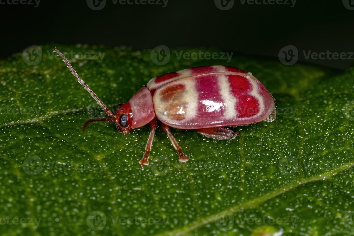 Adult Flea Beetle photo