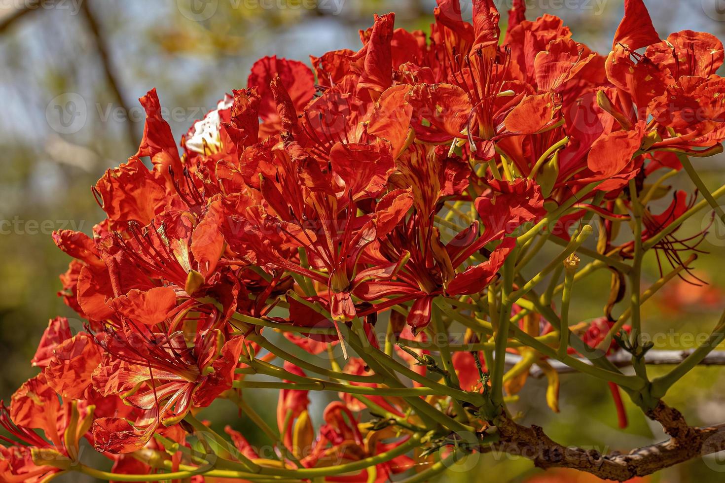 flor roja del árbol extravagante foto