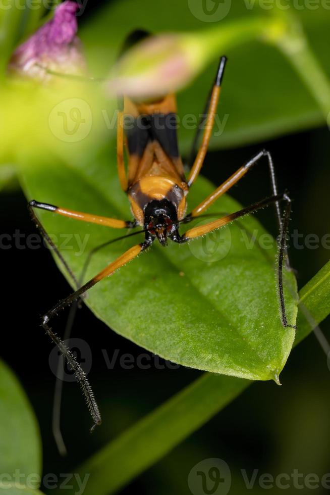 insecto asesino amarillo foto