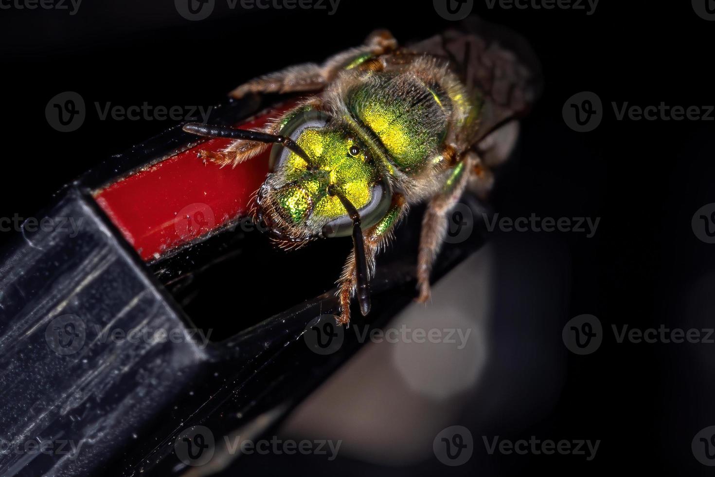 Augochlorine Sweat Bee photo