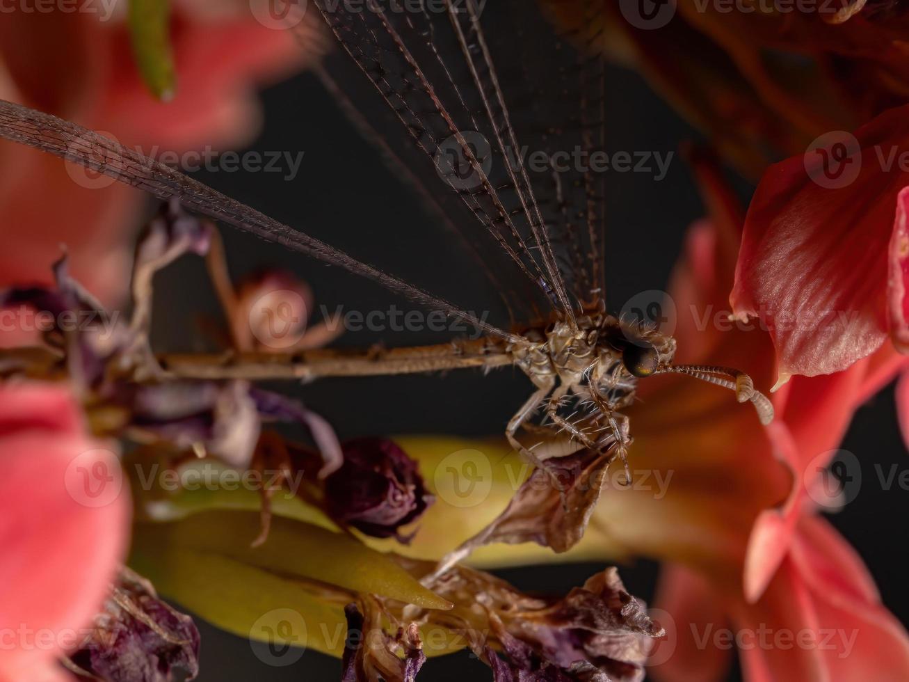 insecto hormiga león en una planta con flores foto