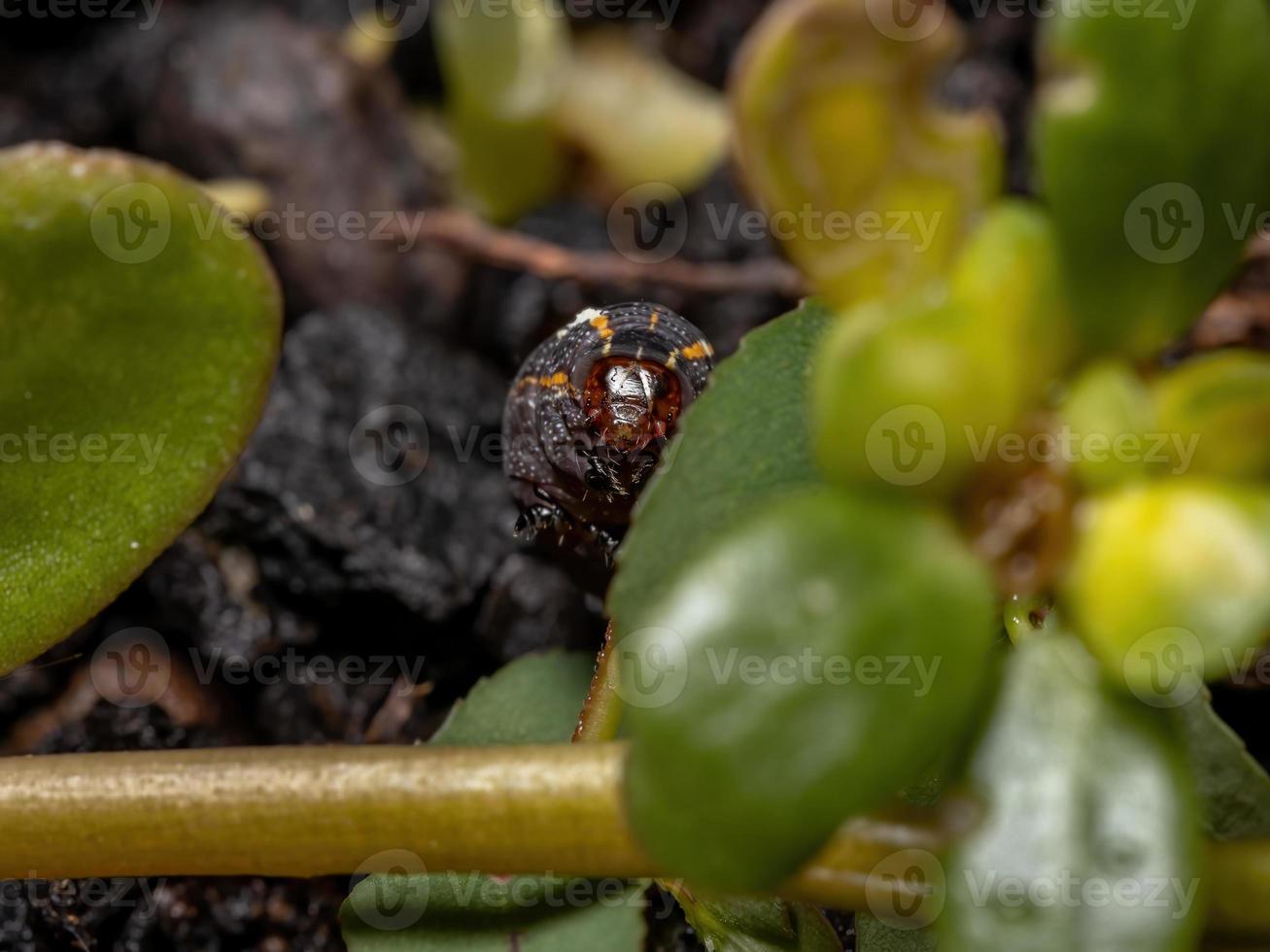 Caterpillar eating the Common Purslane plant photo