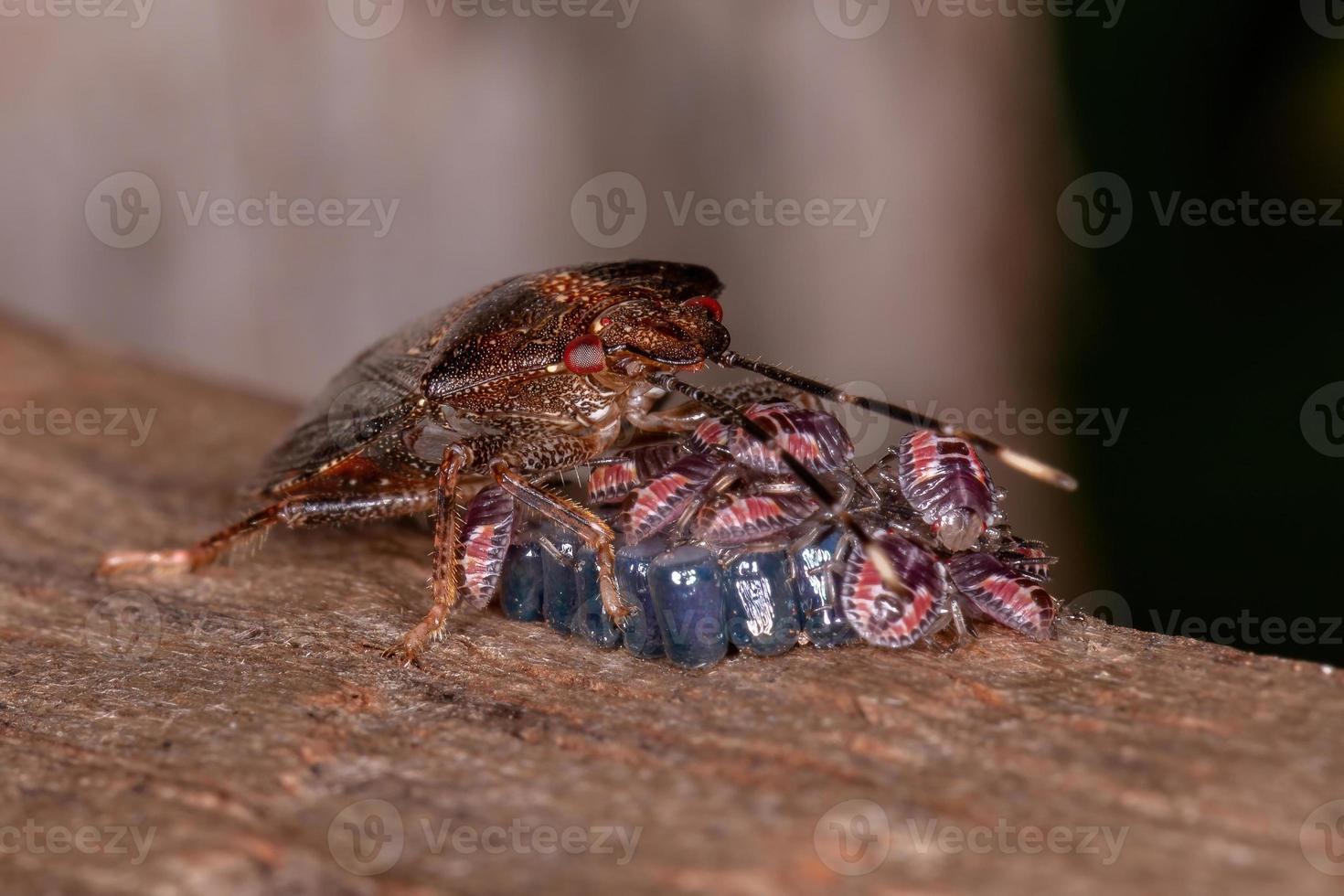 Adult Female Stink bug photo