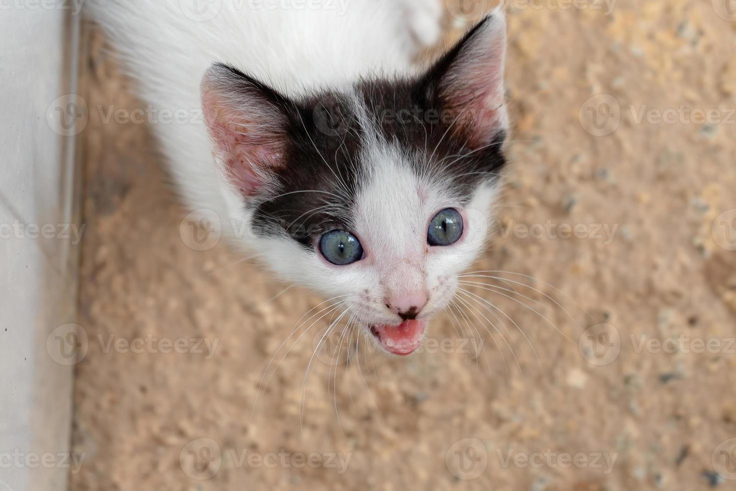 gato domestico blanco foto