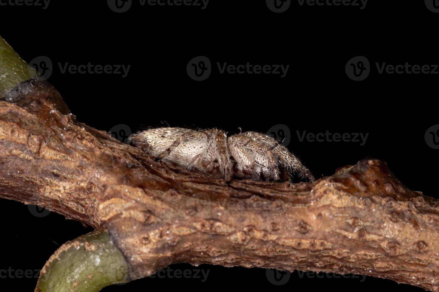 Male Jumping spider photo