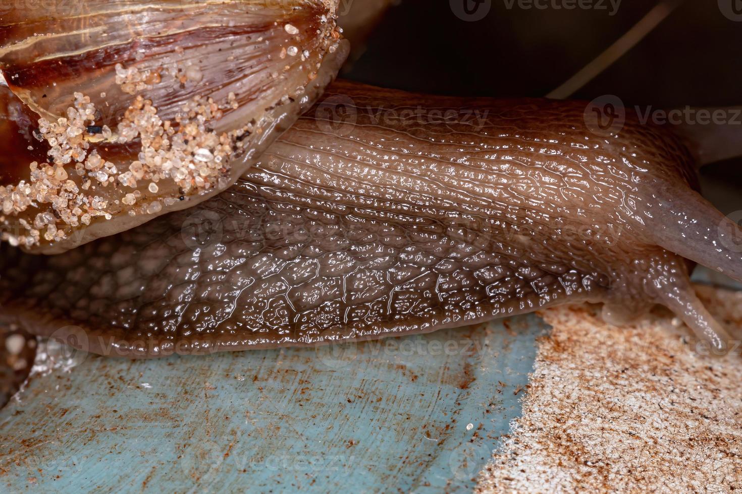 caracol gigante africano foto