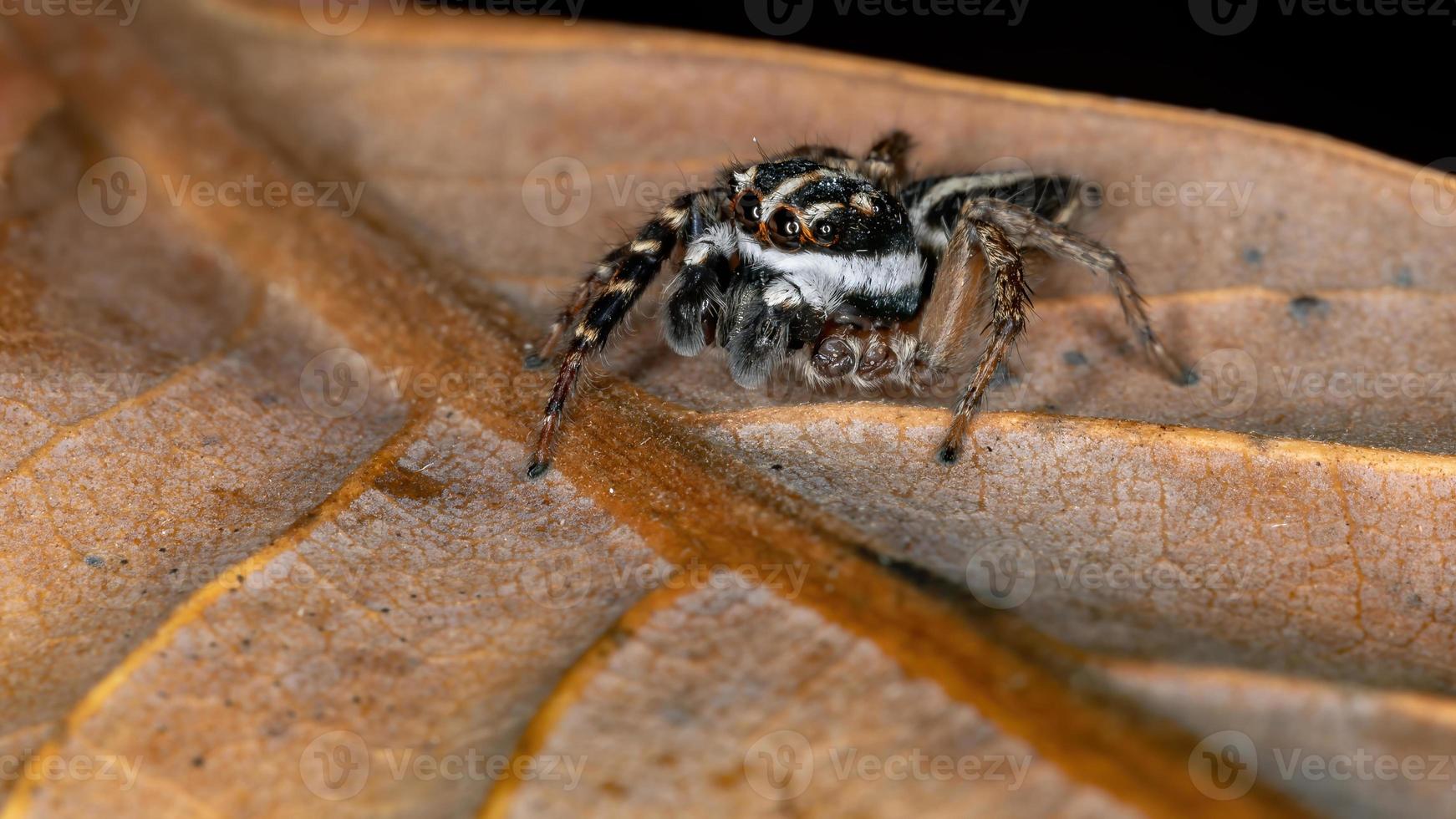 Adult Jumping Spider photo