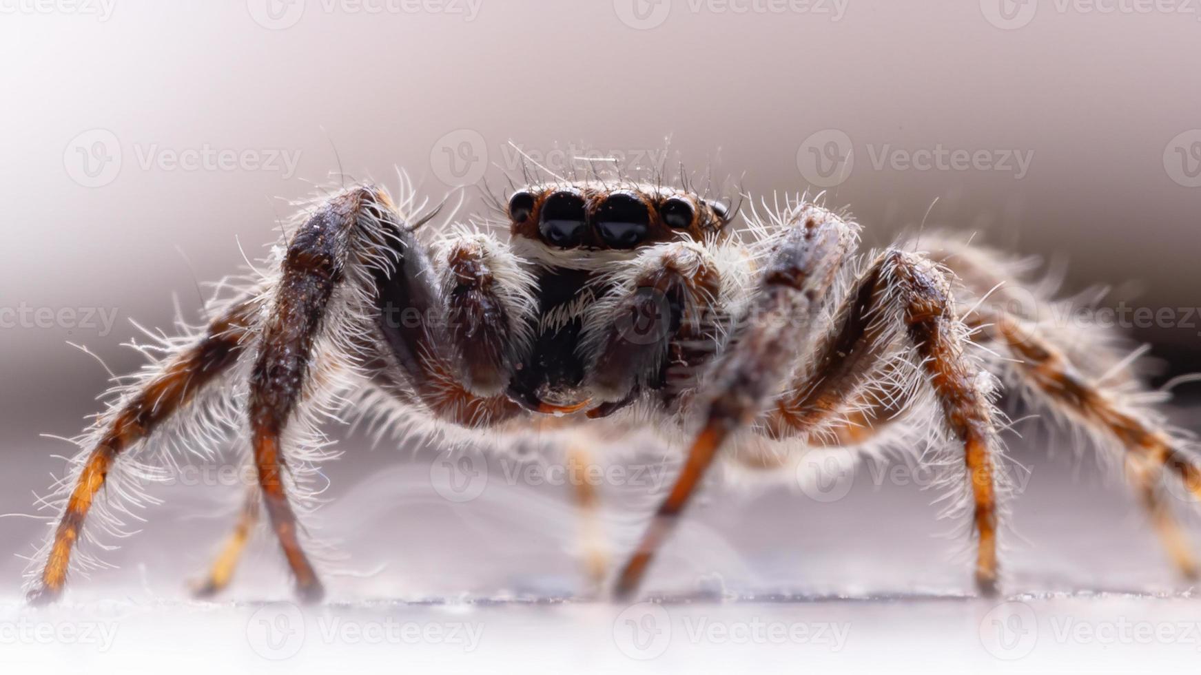 Gray Wall Jumping Spider photo