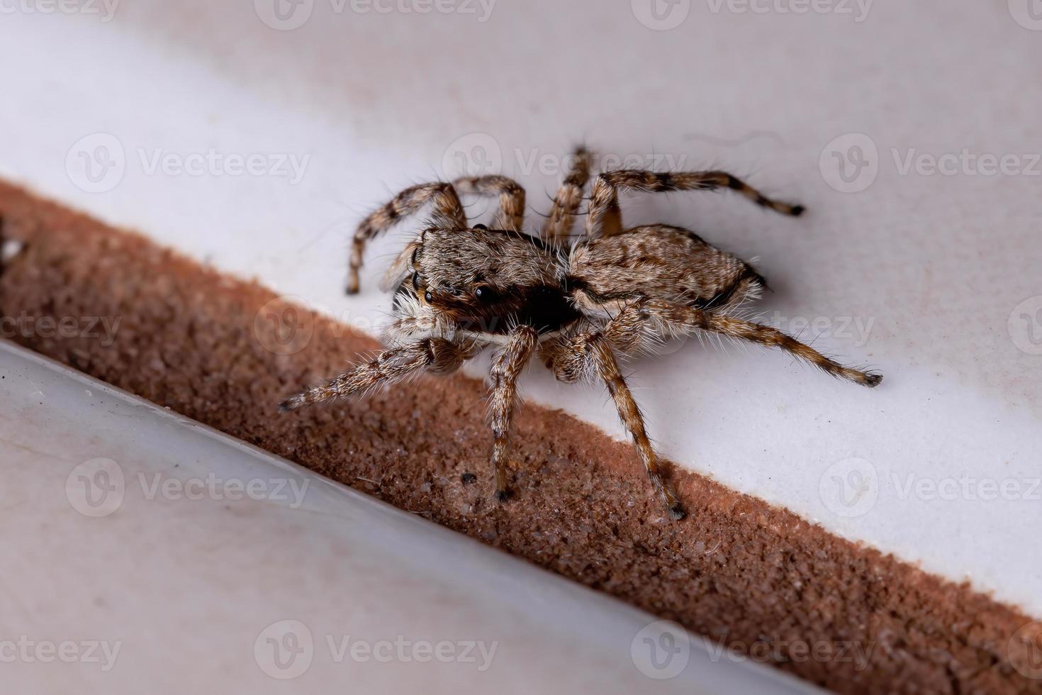 araña saltadora de pared gris foto