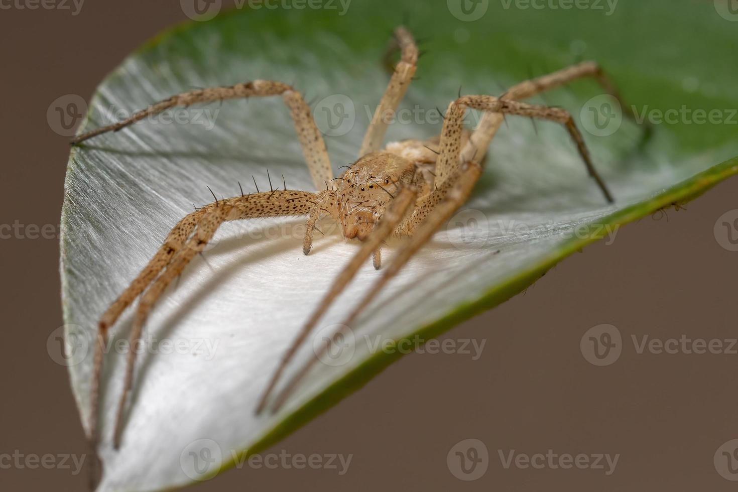 araña cangrejo corriendo foto