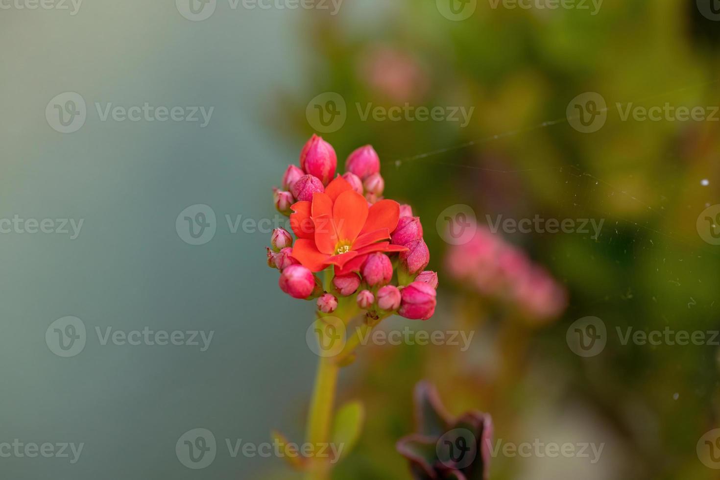 flor roja katy llameante foto