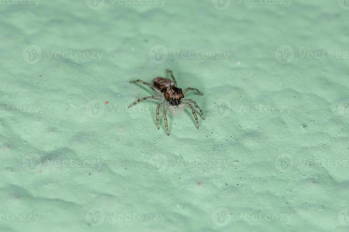 pequeña araña saltadora de pared gris foto