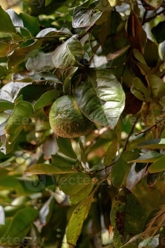 Orange fruit with selective focus photo