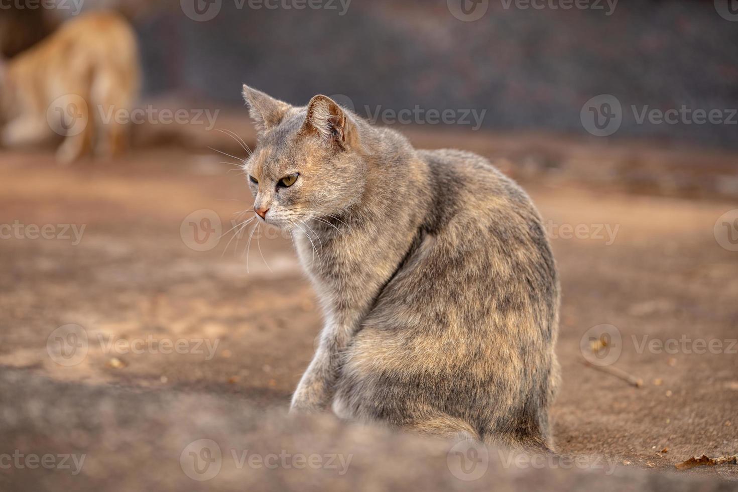 domestic cat face photo