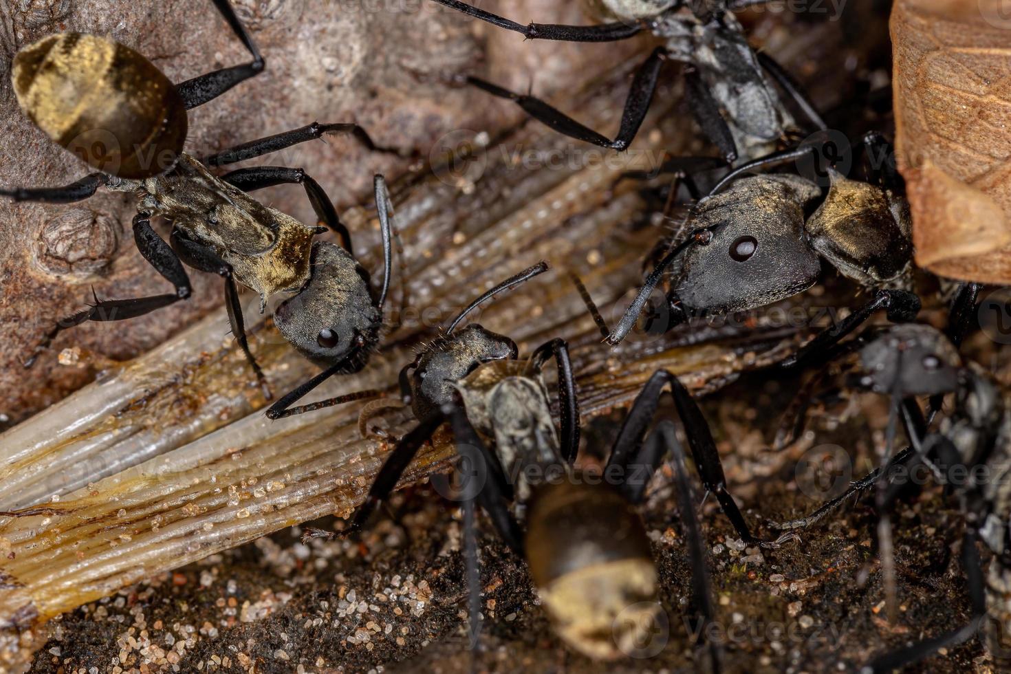 hormiga de azúcar dorada brillante de la casta trabajadora foto