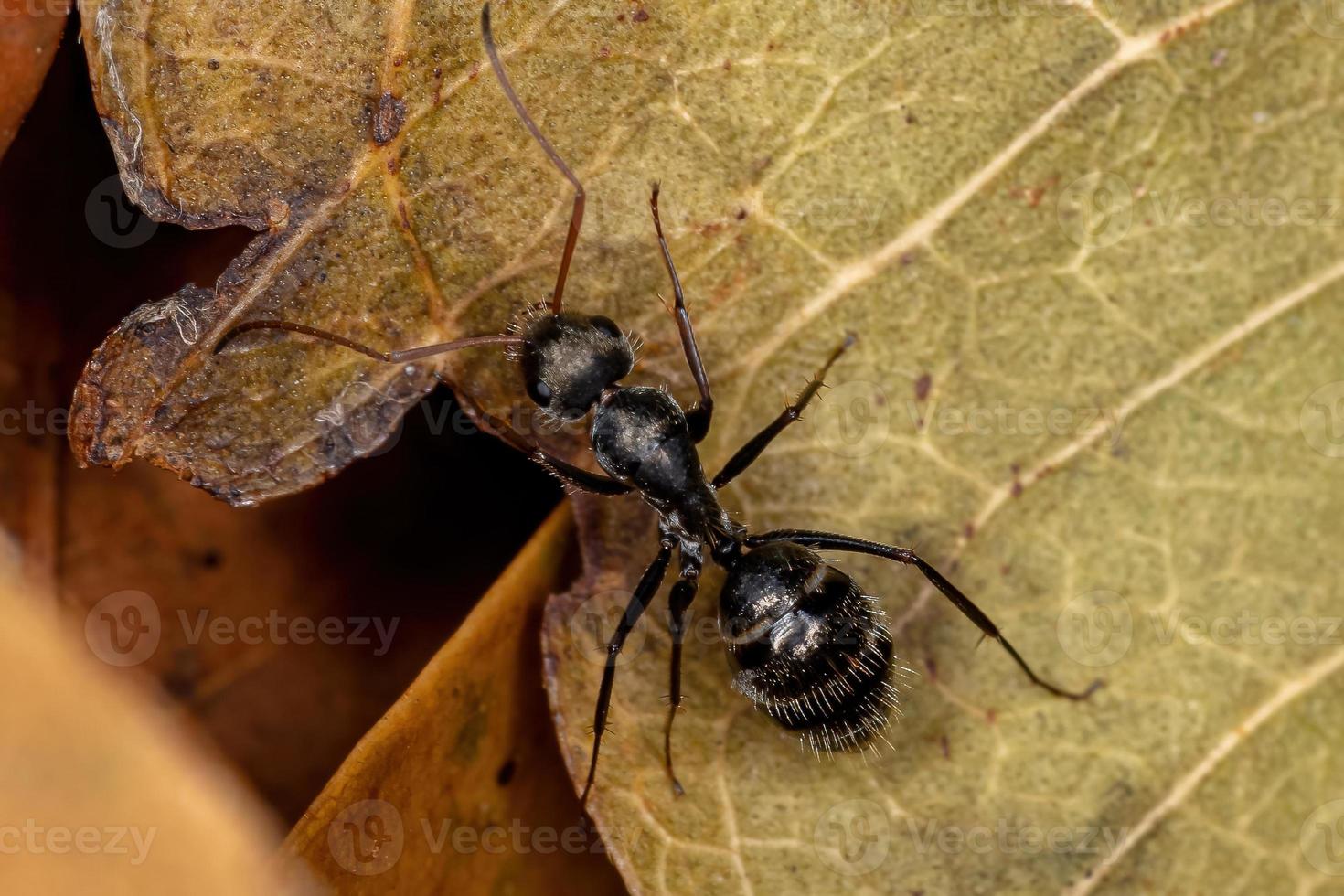 hormiga carpintera adulta foto