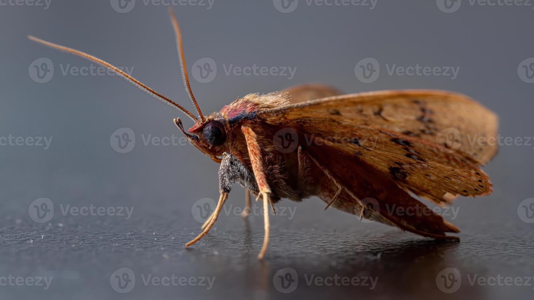 polilla amarilla brasileña foto