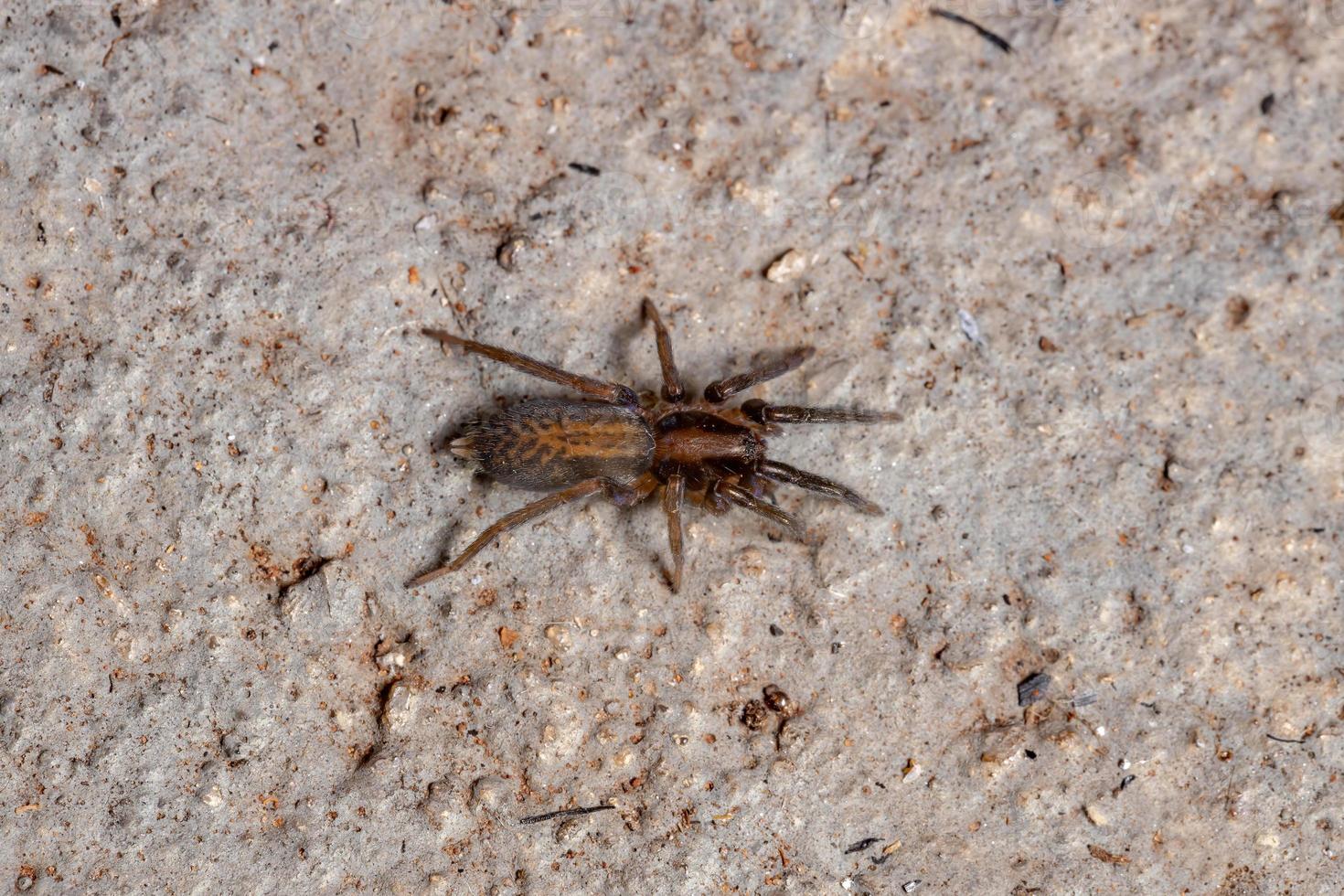 araña merodeadora brasileña foto