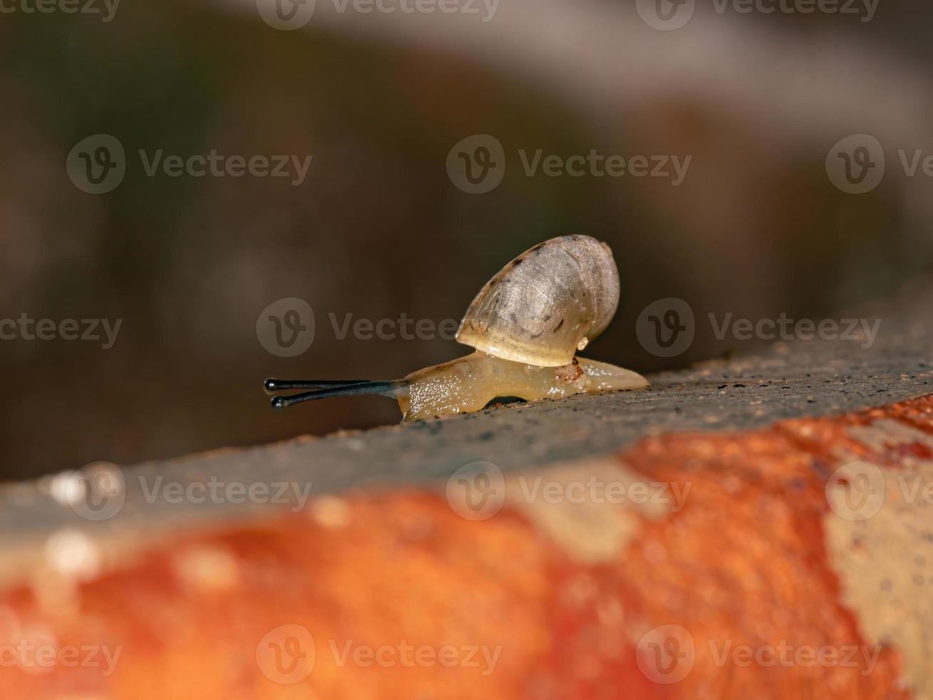 caracol vagabundo asiático foto