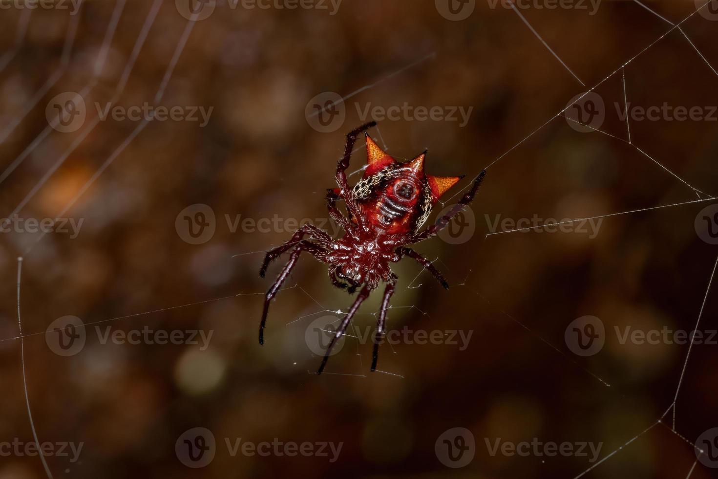 Small Red Orbweaver photo