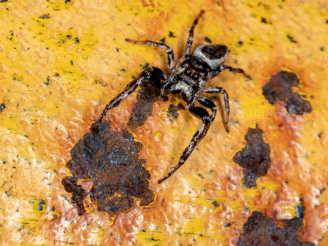 araña saltadora macho foto