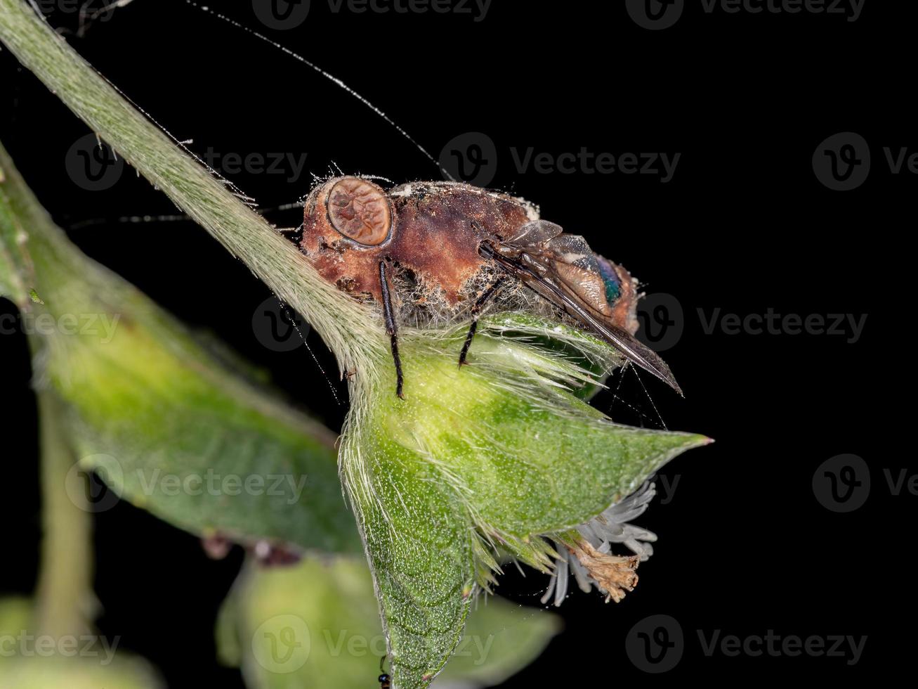 Dead Blow Fly photo