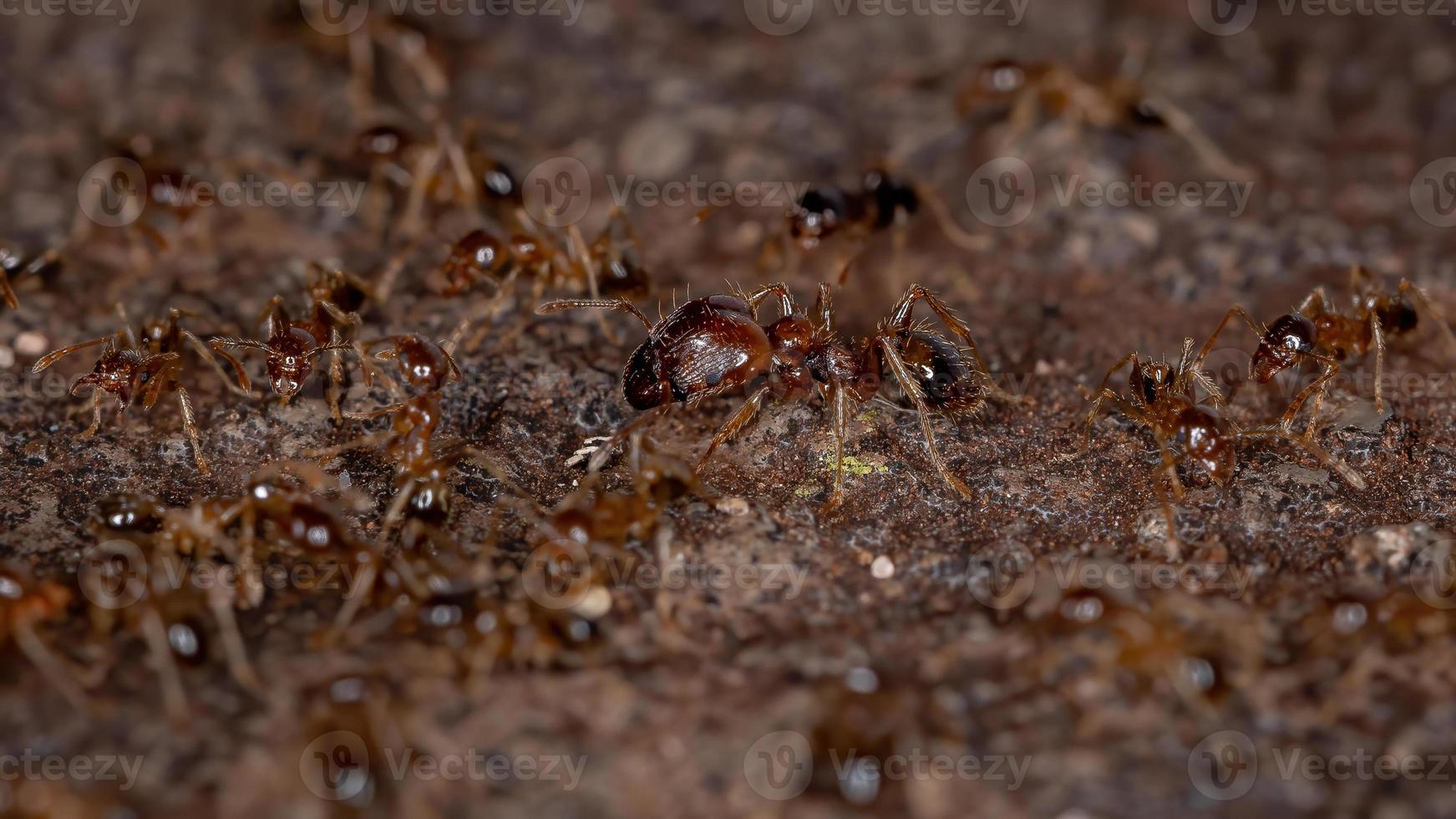 hormigas de cabeza grande foto